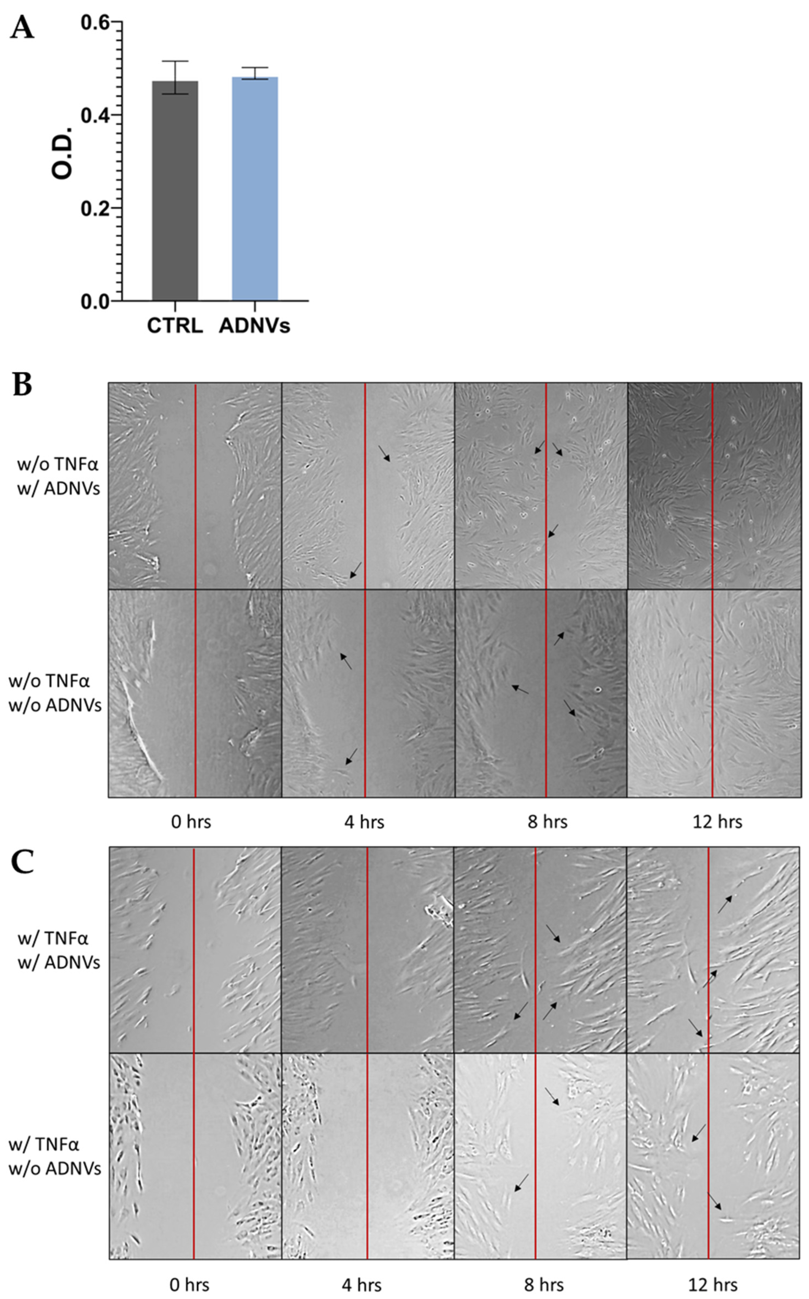 MTT and scratch assays showing apple-derived nanovesicles (ADNVs) do not affect fibroblast viability or migration with or without TNFα.